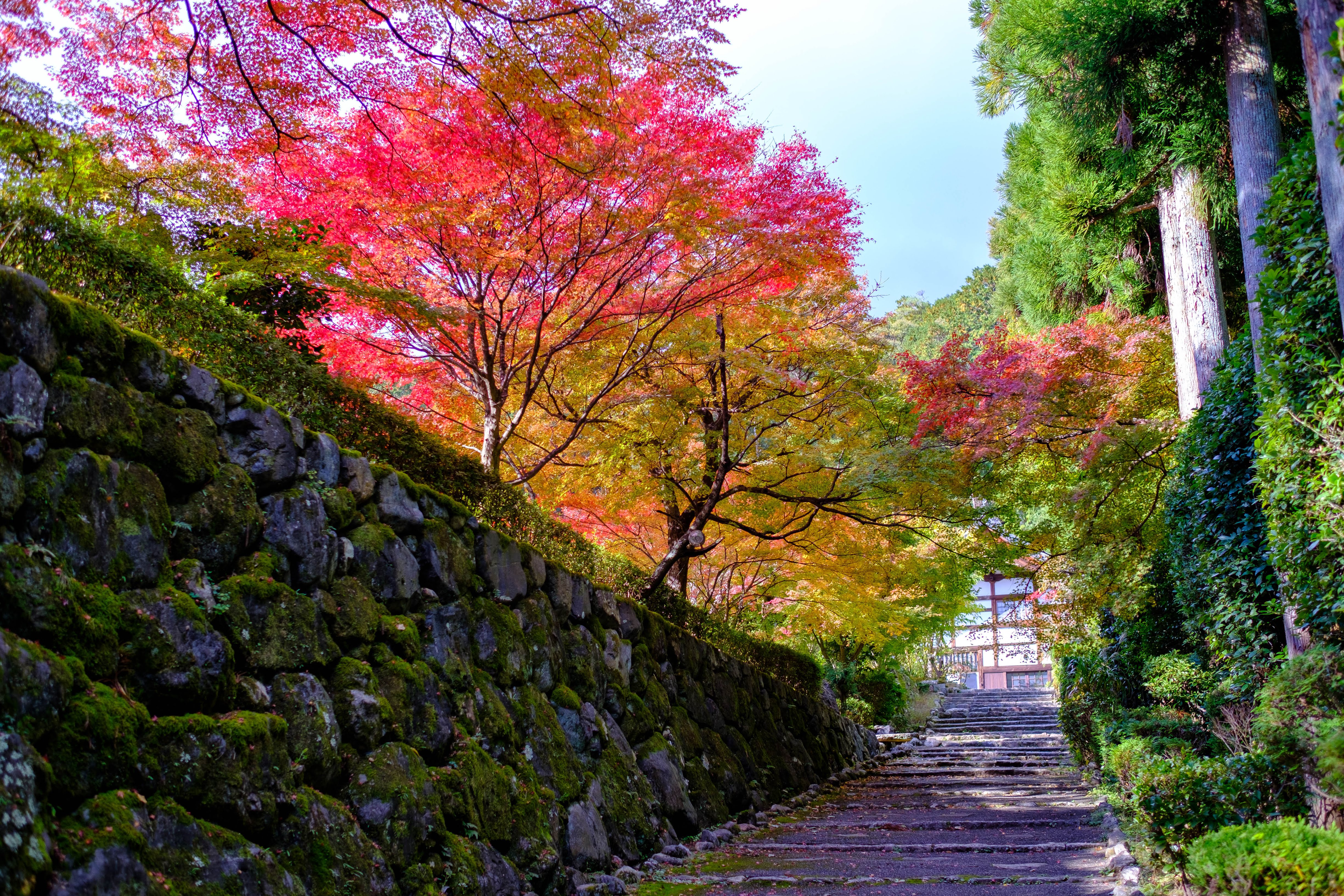 kyoto 正伝寺 参道